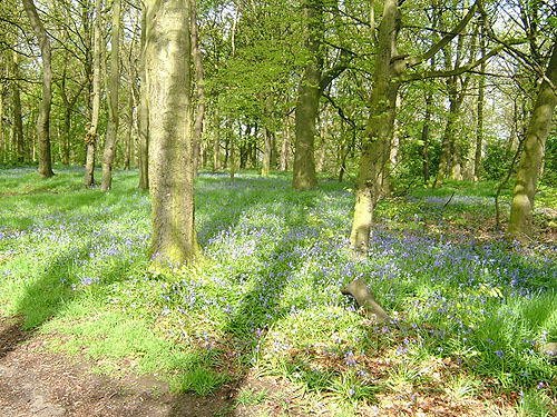 bluebells-01