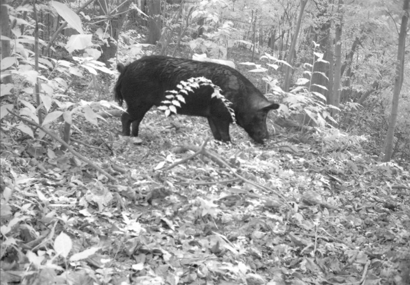 2 fig 9 feral pig (Mont Govt)